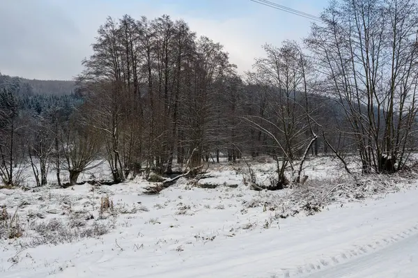 Karlı, ağaçlı ve ormanlı kış manzarası
