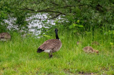 Family of Canada geese ( Branta canadensis ) with goslings in green grass in the nature clipart