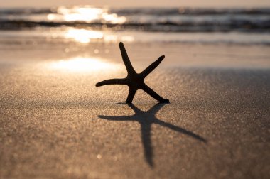 Gün batımında okyanus dalgalarının önündeki kumsalda bir deniz yıldızı.