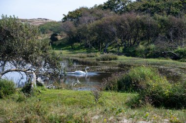 Hollanda 'da Egmond aan Zee yakınlarındaki bir doğa koruma alanında, bir kuğu (Cygnus) suda yüzer.