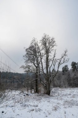 Winter landscape with snow, trees and forest clipart