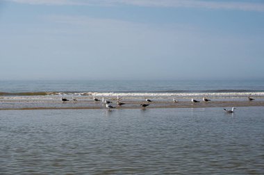 Deniz ve mavi gökyüzüyle, alçak gelgitte, kumların üzerinde duran martılar.