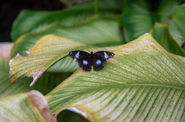 Hypolimnas bolina (büyük patlıcan, mavi ay kelebeği) yeşil yapraklı kelebek
