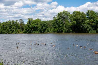 Many Canada geese ( Branta canadensis ) swimming in the water near the river bank with blue sky and clouds clipart