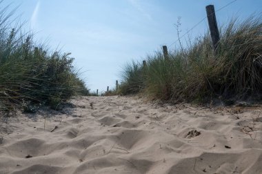 Hollanda 'daki Kuzey Denizi kıyısında çitleri ve plaj çimleriyle kaplı kumlu bir arazide bir patika.