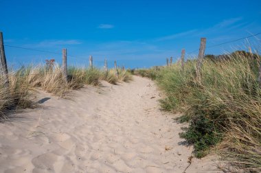 Hollanda 'daki Kuzey Denizi kıyısında çitleri ve plaj çimleriyle kaplı kumlu bir arazide bir patika.