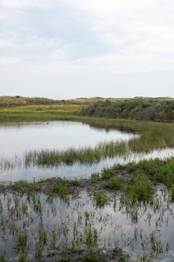Hollanda, Avrupa 'da Egmond aan Zee yakınlarındaki kumul doğa rezervinde küçük bir göl