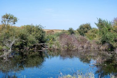 Hollanda, Avrupa 'da Egmond aan Zee yakınlarındaki kumul doğa rezervinde küçük bir göl ve ağaç.