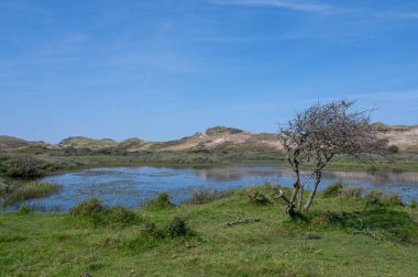 Hollanda, Avrupa 'da Egmond aan Zee yakınlarındaki kumul doğa rezervinde küçük bir göl ve ağaç.