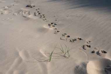 Footprints of a dog on the sandy beach, with dune grass clipart