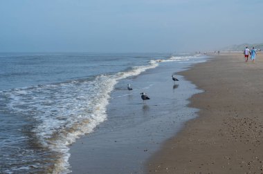 Some seagulls standing on the sandy beach in front of the waves of a sea on a sunny summer day, with some walkers on the beach clipart