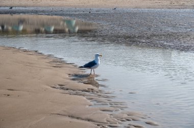 Kumlu sahilde bir martı dalgaların altında duruyor.