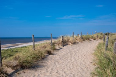 Hollanda 'daki Kuzey Denizi kıyısında çitleri ve plaj çimleriyle kaplı kumlu bir arazide bir patika.