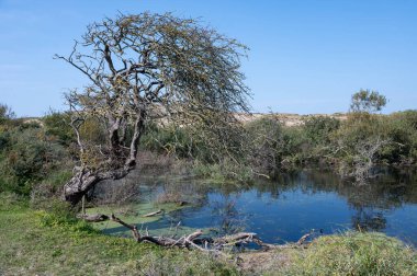 Hollanda, Avrupa 'da Egmond aan Zee yakınlarındaki kumul doğa rezervinde küçük bir göl ve ağaç.