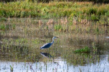 Hollanda 'da Egmond aan Zee yakınlarında küçük bir gölün suyunda gri bir balıkçıl (Ardea cinerea) bulunur.