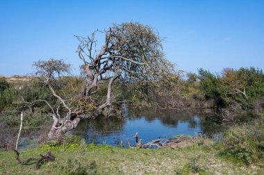 Hollanda, Avrupa 'da Egmond aan Zee yakınlarındaki kumul doğa rezervinde küçük bir göl ve ağaç.