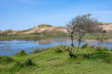 Hollanda, Avrupa 'da Egmond aan Zee yakınlarındaki kumul doğa rezervinde küçük bir göl ve ağaç.