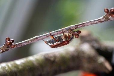 A May beetle (Melolontha) on a branch in nature clipart