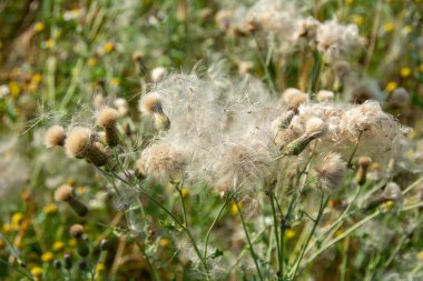 Wilted thistles in a field with lots of flying seeds clipart