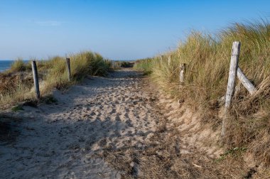 Hollanda 'daki Kuzey Denizi kıyısında çitleri ve plaj çimleriyle kaplı kumlu bir arazide bir patika.