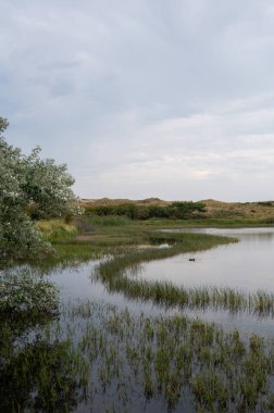 Hollanda, Avrupa 'da Egmond aan Zee yakınlarındaki kumul doğa rezervinde küçük bir göl ve ağaç.
