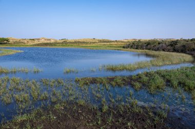 Hollanda, Avrupa 'da Egmond aan Zee yakınlarındaki kumul doğa rezervinde küçük bir göl