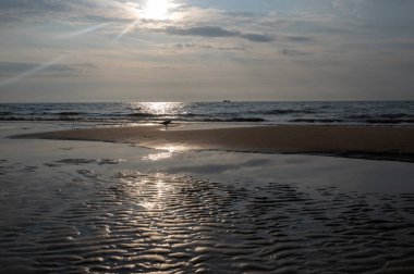 Bir martı gün batımında denizin kıyısındaki kumlu bir sahilde durur.
