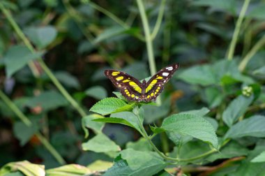 Yeşil bir yaprağın üzerinde Malachite Kelebeği (Siproeta stelenes)