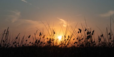 Gün batımında güneşin altında çimenler