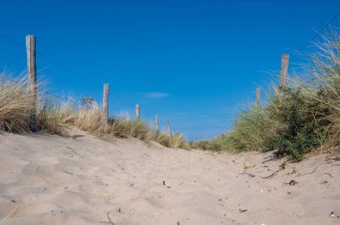 Hollanda 'daki Kuzey Denizi kıyısında çitleri ve plaj çimleriyle kaplı kumlu bir arazide bir patika.