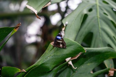 Hypolimnas bolina (büyük patlıcan, mavi ay kelebeği) yeşil yapraklı kelebek