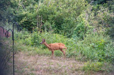 Yaban geyiği (Capreolus capreolus) yerleşim alanındaki yeşil bir bahçenin ortasında