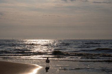 A seagull stands by the water, on a sandy beach by the sea at sunset clipart