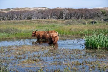 Scottish Highland cattle stand in  the water on the shore of a small lake in the dune hinterland in a nature reserve near Egmond aan Zee in the Netherlands clipart