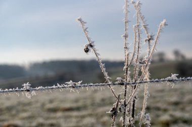 Kışın, bitkilerle kaplı bir arazide, karla kaplı dikenli tel örgü.