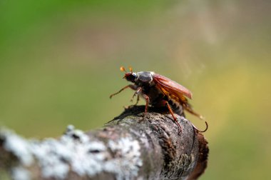 A May beetle (Melolontha) on a branch in nature clipart