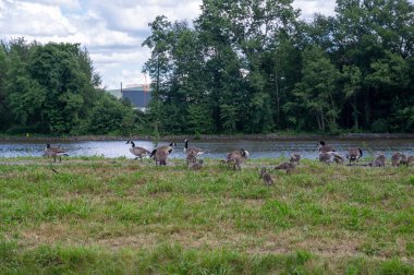 Birçok Kanada kazları (Branta canadensis) ve nehir kıyısına yakın yeşil bir çayırdaki civcivler