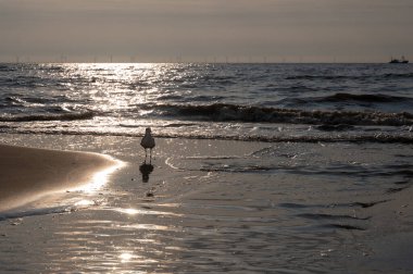 Bir martı gün batımında denizin kıyısındaki kumlu bir sahilde durur.
