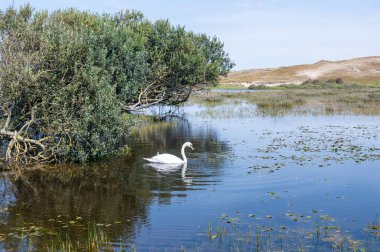 Hollanda 'da Egmond aan Zee yakınlarındaki bir doğa koruma alanında, bir kuğu (Cygnus) suda yüzer.