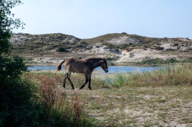 Konik wild horses and Exmoor ponies live in a dune landscape in a nature reserve, for a natural management of the dunes to curb the proliferation of the bushes, near Egmond aan Zee in the Netherlands clipart