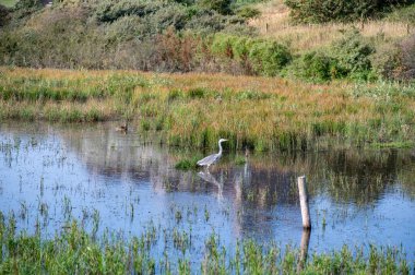 Hollanda 'da Egmond aan Zee yakınlarında küçük bir gölün suyunda gri bir balıkçıl (Ardea cinerea) bulunur.