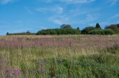Çiçek açan söğüt (Epilobium angustifolium) mavi gökyüzü ve arka planda ağaçlar olan yeşil bir çayırda