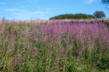 Yeşil bir çayırda çiçek açan willowhere (Epilobium angustifolium)