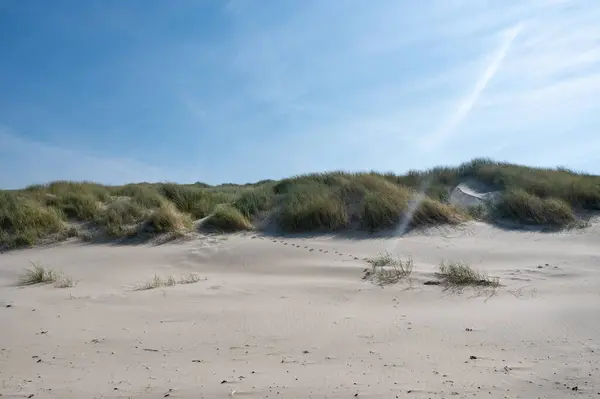 Dunes landscape  with beach grass  and sunrays on the North Sea coast in the Netherlands