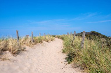Hollanda 'daki Kuzey Denizi kıyısında çitleri ve plaj çimleriyle kaplı kumlu bir arazide bir patika.