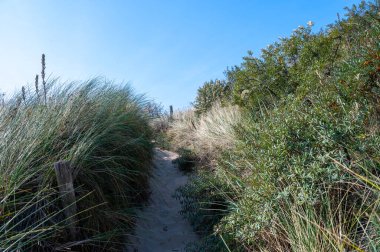 Hollanda 'nın Kuzey Denizi kıyısındaki kumlu bir arazide bir patika.