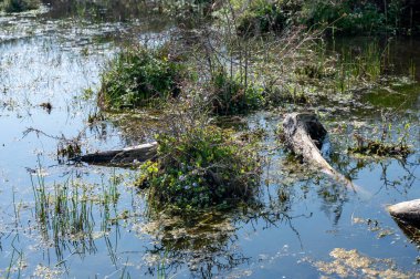 Ağaç gövdeleri Hollanda 'daki Egmond aan Zee yakınlarında küçük bir gölün suyunda bulunur.