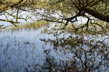 Bir ağacın dalları küçük bir gölün suyunun üzerinde asılı.