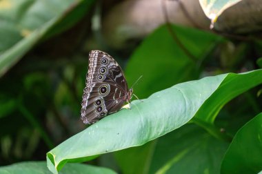 Mavi Morpho Kelebeği (Morpho Peleides) yeşil bir yaprağın üzerinde oturuyor