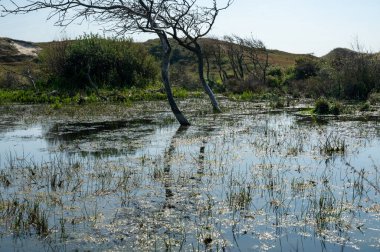 Hollanda 'da Egmond aan Zee yakınlarında, kumul bir doğa rezervinde ağaçlar suda duruyor.